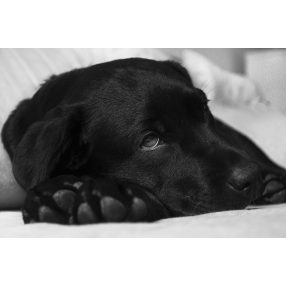 Allergia, ételintolerancia