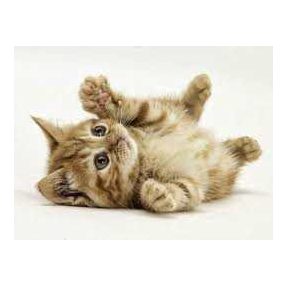 Fiatal, fejlődő cicáknak