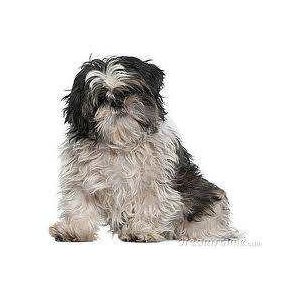 Idős, idősödő kutyáknak