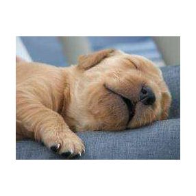 Hízásra hajlamos kutyáknak