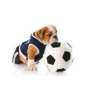 Magas energiaigényű kutyáknak