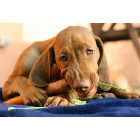 Májvédelem, májműködés támogatása, kutya