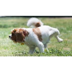 Vese és húgyúti problémák 