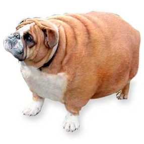 Elhízás, cukorbetegség