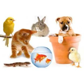 Kisállatos termékek gyártók, márkák szerint