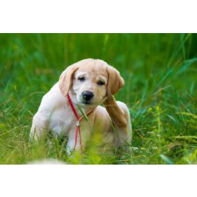 Kutya bőrbetegségek, bőrproblémák