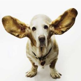 Fül és szem tisztítás, ápolás