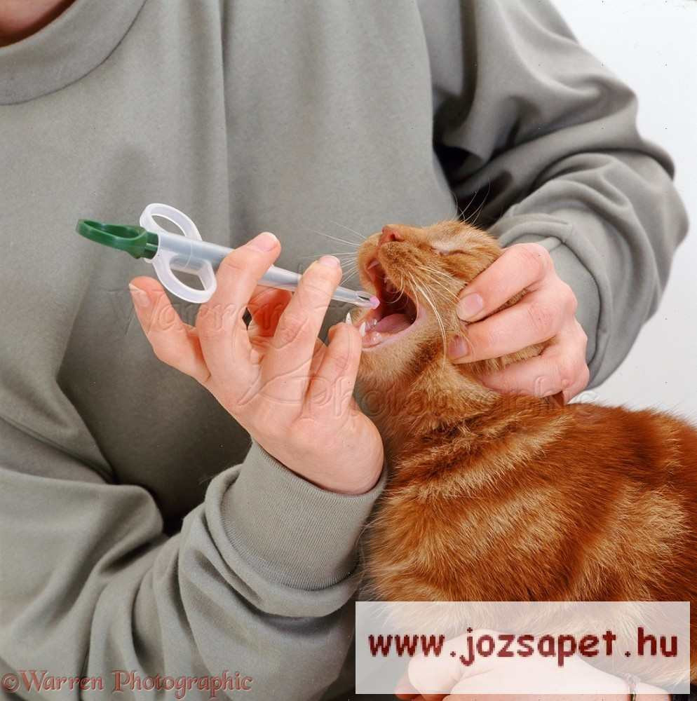 diabetes macska-kezelő tabletta
