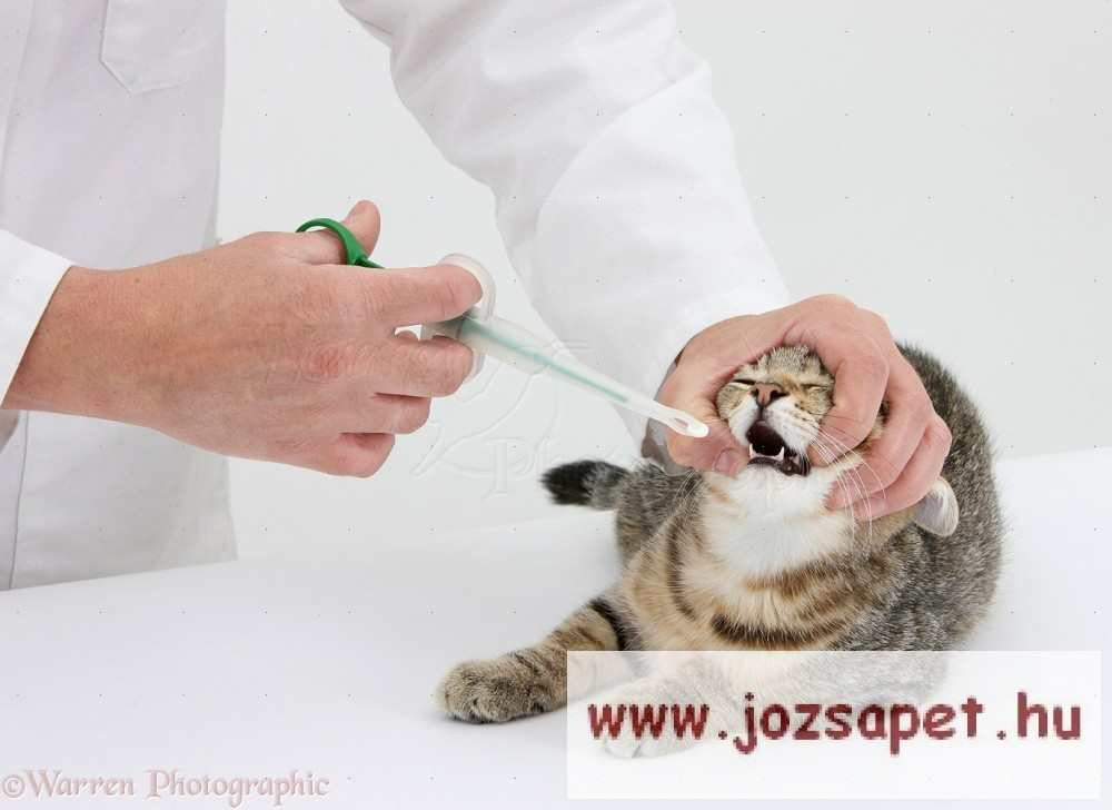 hogyan adhatunk macskának tablettát férgek számára