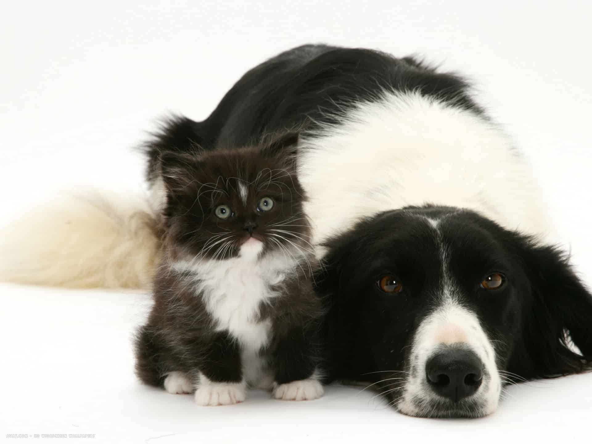Показать кошки собачки. Бордер колли щенки. Родословная бордер колли. Бордер колли и кошка. Бордер колли черный.