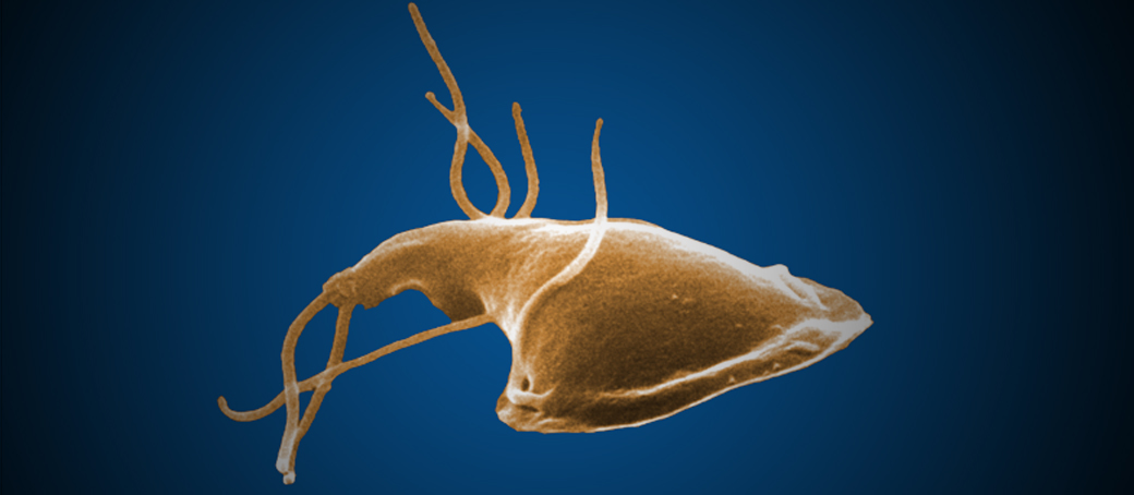 parajdi só lábfürdő leírja a körömféreg életciklusát