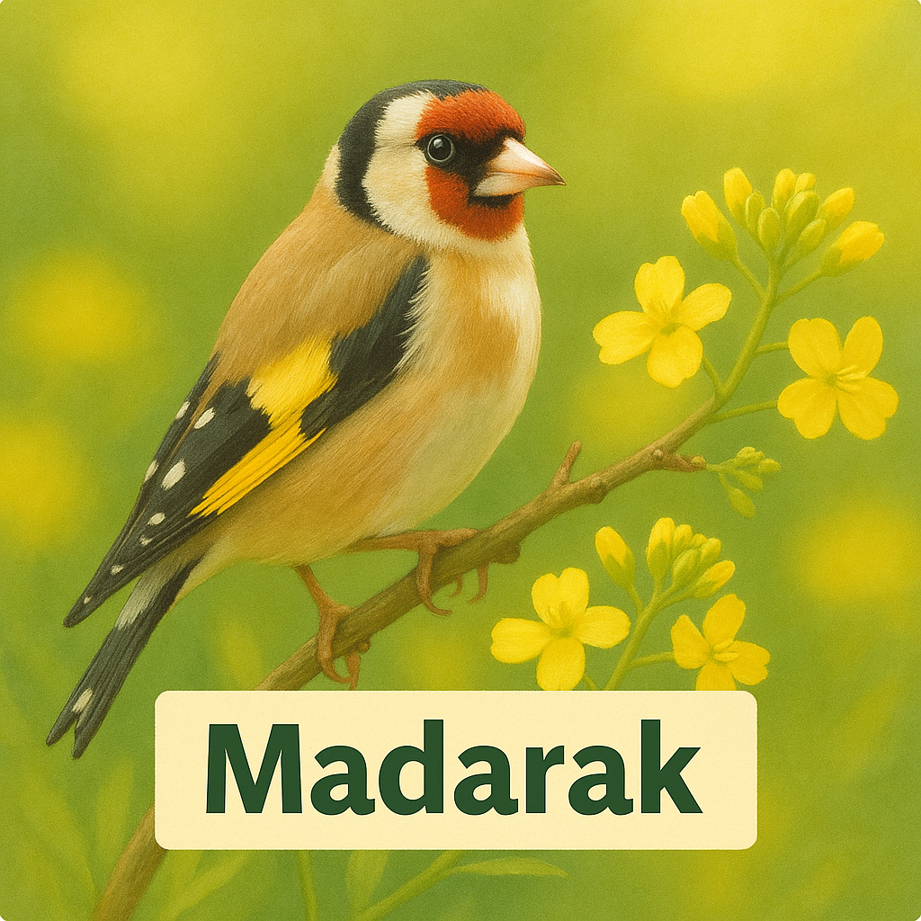madarak