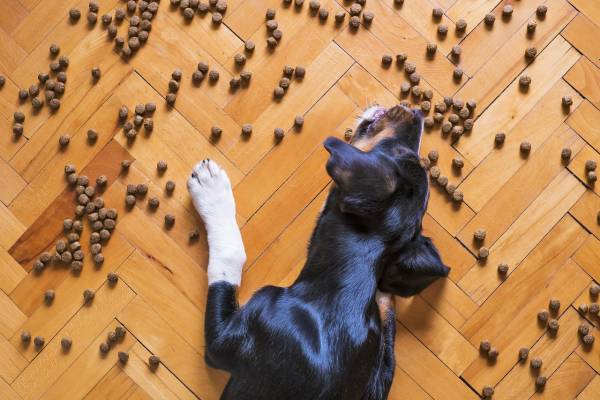 8 fontos pont a kutya száraztáppal etetése során